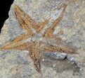 Starfish (Petraster?) & Edrioasteroid Plate - Ordovician #23866-2